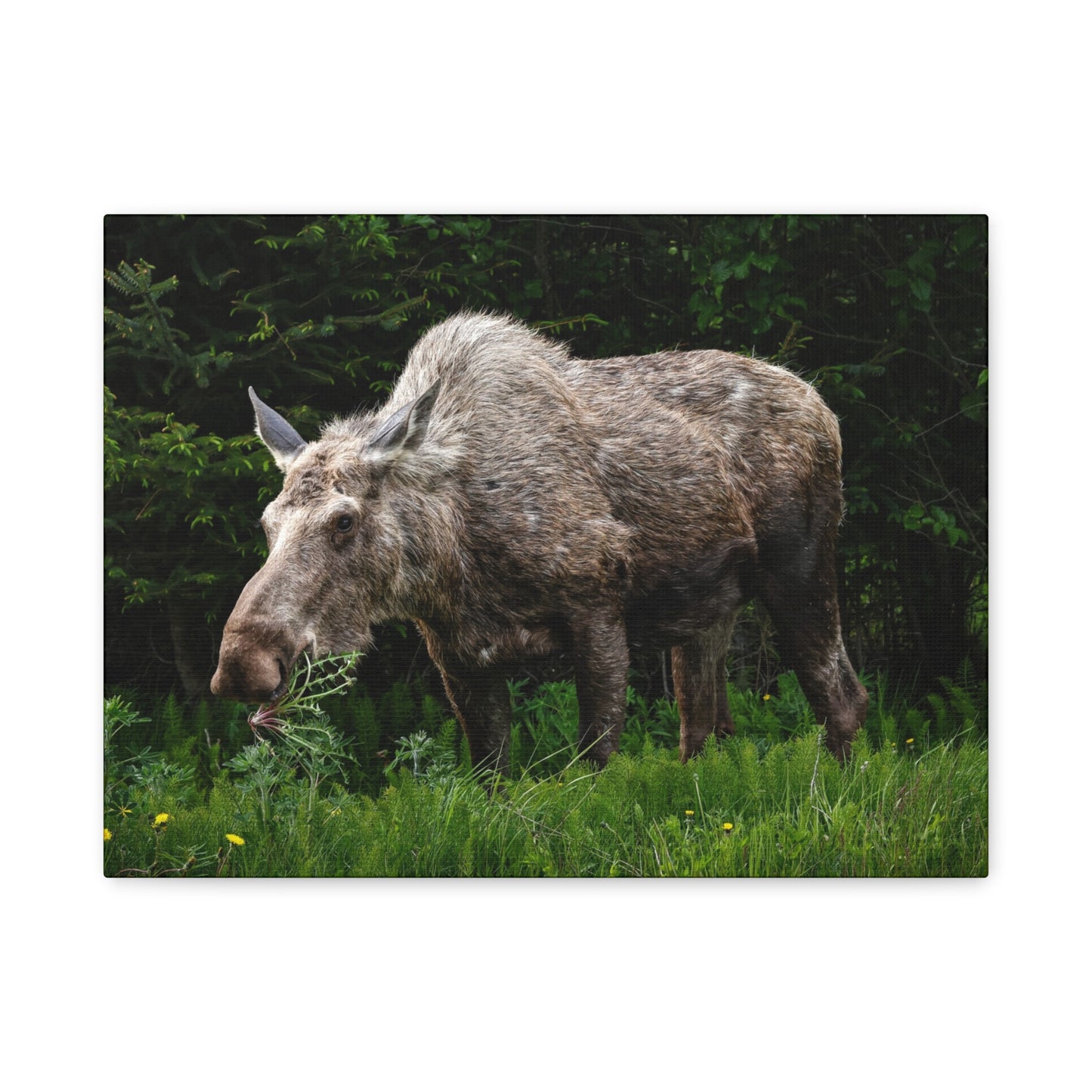 Wild Moose Matte Canvas Print — Rustic Forest Wildlife Wall Art