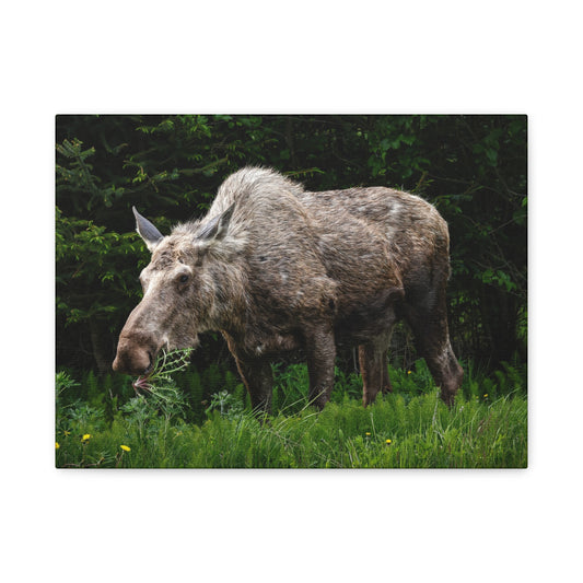 Wild Moose Matte Canvas Print — Rustic Forest Wildlife Wall Art