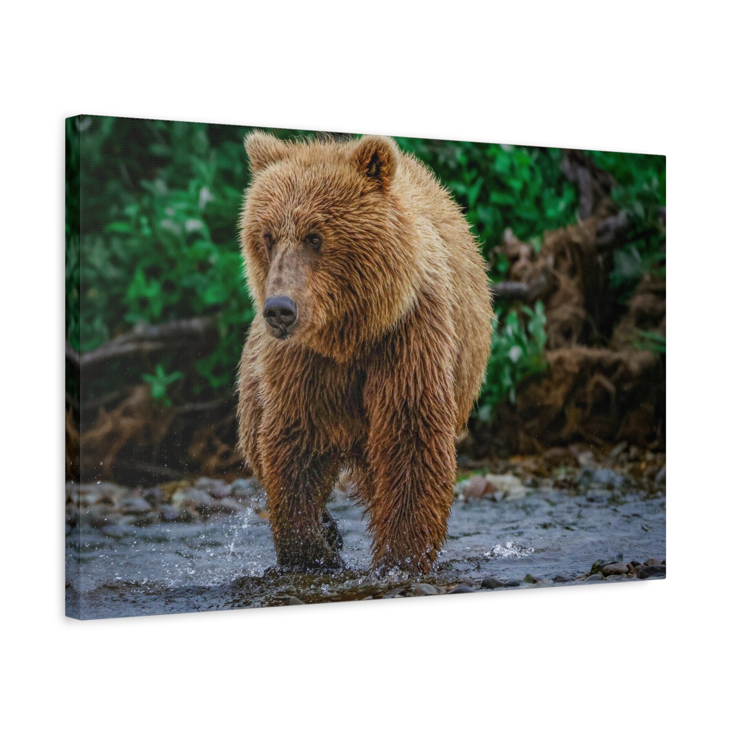 Katmai Brown Bear Wildlife Canvas Print Stretched Matte Nature Wall Art